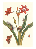 Nocturnal Moth Caterpillar on a Barbados Lilly and a Coreidae Bug