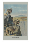 Gelada Baboon