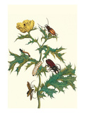 Mexican Prickly Poppy a Longhorned Beetle and an Elateridae Beetle Larva