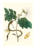 Ice Cream Bean with Apricot Sulphur Butterfly