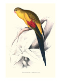 Black Tailed Parakeet(Male) - Polypelis Anthopeplus