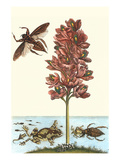 Common Water Hyacinth with a Veined Tree Frog and a Giant Water Bug