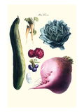 Vegetables; Cucumber  Raddish  Tuber  Artichoke