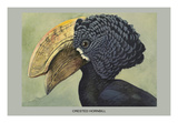 Crested Hornbill
