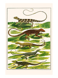 Lizards  Anoles 