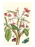 Frangiani and Red Cracker Butterfly