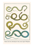 Snakes  from Java  Martinique and Cuba  Asian Lognose Whipsnake