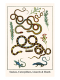 Snakes  Caterpillars  Lizards and Heath