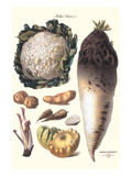 Vegetables: Califlower  Gourds  Potato  Onion 