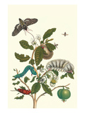 Guava and Tobacco Hornworm and a Podalia Moth