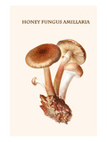 Honey Fungus Amillaria