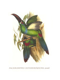 Crimson Rumped Toucanet