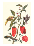 Cherry Pepper and Tobacco Hornworm with Five Spotted Hawkmoth