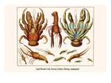 Land Hermit Crab  Norway Lobster  Shrimp  Amphopods