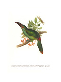 Crimson Rumped Toucanet