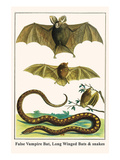 False Vampire Bat  Long Winged Bats and Snakes