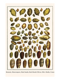 Bonnets  Muscreepers  Mud Snails  Red-Mouth Olives  Olive Shells  Cones