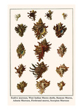 Endive Murexes  West Indian Murex Shells  Ramose Murex  Adusta Murexes  Firebrand Murex  etc