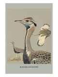 Black Bellied Bustard