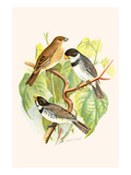 White-Throated Finch