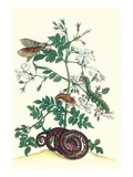 Royal Jasmine with an Amazon Tree Boa and an Ello Sphinx Moth