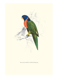 Scarlet-Collerd Parakeet - Trichoglossus Rubritorquis