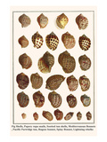 Fig Shells  Papery Rapa Snails  Sootted Tun Shells  Mediterranean Bonnets  etc