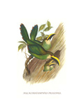 Emerald Toucanet
