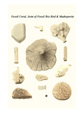 Fossil Coral  Joint of Fossil Ibis Bird and Madreporite