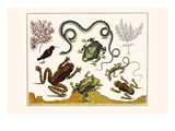 Frogs  Lizards  Snakes  Birds and Plants