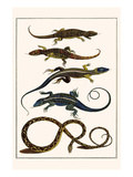Lizards and Snakes