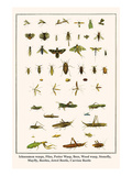 Ichneumon Wasps  Flies  Potter Wasp  Bees  Wood Wasp  Stonefly  Mayfly  Beetles  Jewel Beetle  etc