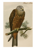 Black Kite