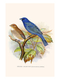 Indigo Bunting