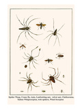 Spider Wasp  Crane Fly  Ants  Leafcutting Ant  Velvet Ant  Chelicerates  Tailess Whipscorpion  etc