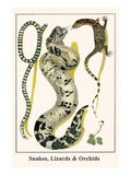 Snakes  Lizards and Orchids