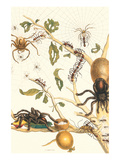 Tarantulas and Army Ants