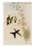 Black Backed Thornbill