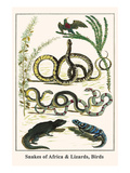 Snakes of Africa and Lizards  Birds