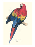 Red and Yellow Macaw - Ara Macao