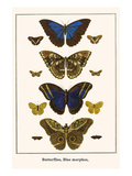 Butterflies  Blue Morphos 