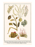 Cnidarians  White Weed  Hydroid  Sea Plant  Sea Laces  Moss Animal  etc