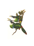 Blue Banded Toucanet