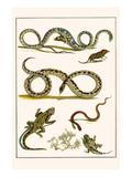 Snakes  Rats  Shrew  Adder  Viper