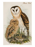 Barn Owl