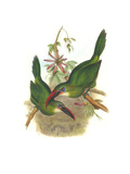 Groove Billed Toucanet