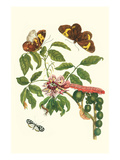 Leguminous Plant with a Sophorae Owl Caterpillar and an Aegle Clearwing Butterfly