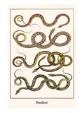 Snakes