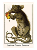 Southern Common Opposum