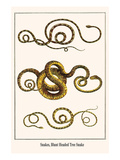 Snakes  Blunt Headed Tree Snake
